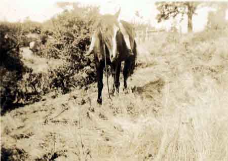 UN CHEVAL, À SALT SPRING