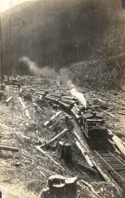 Un train de wagons transportant les grumes.