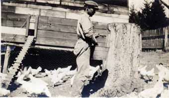 Katsuyori Murakami nourrit les poules à la ferme Okano.