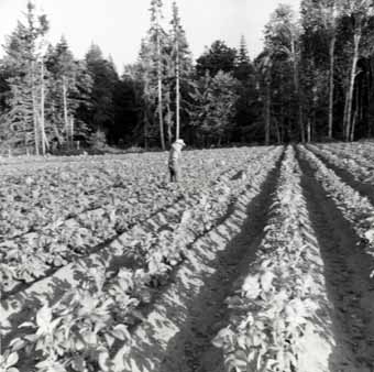 LA FERME DES MURAKAMI