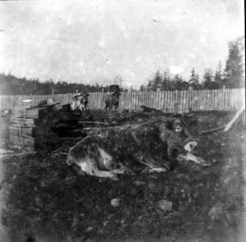 Le taureau de la ferme Ruckle.