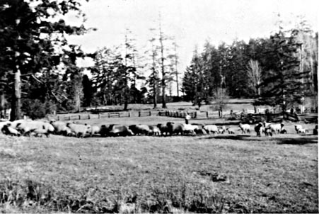 La ferme de Digby Hussey deBrugh sur l'île Prevost (vers 1939)