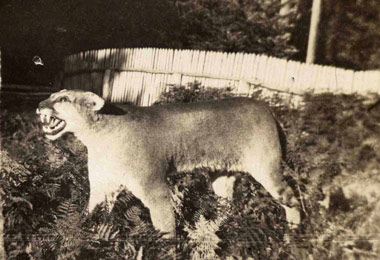 cougar