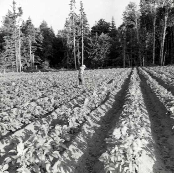 Murakami Farm